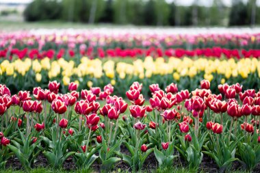 selective focus of beautiful colorful tulips growing in field clipart