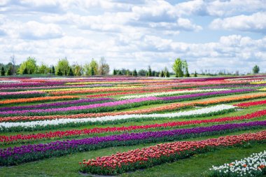 colorful tulips field with blue sky and clouds clipart