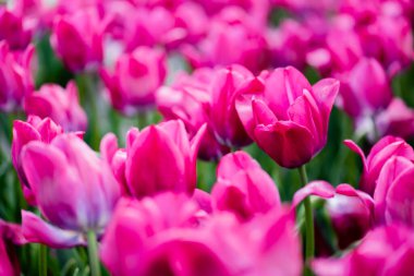 selective focus of beautiful pink colorful tulips clipart