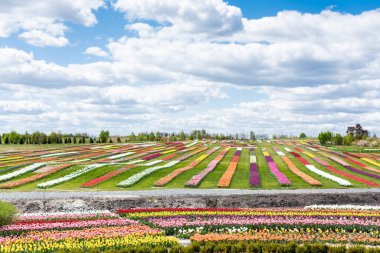 colorful tulips field with blue sky and clouds clipart