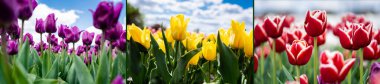 collage of colorful red, yellow and purple tulips against blue sky and clouds, panoramic shot clipart