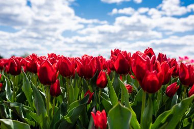 colorful red tulips against blue sky and clouds clipart