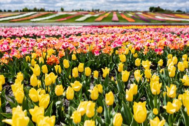 selective focus of colorful tulips field clipart