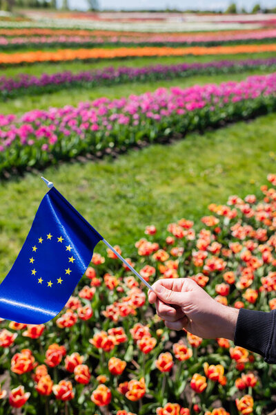 cropped view of man holding flag of Europe near colorful tulips field
