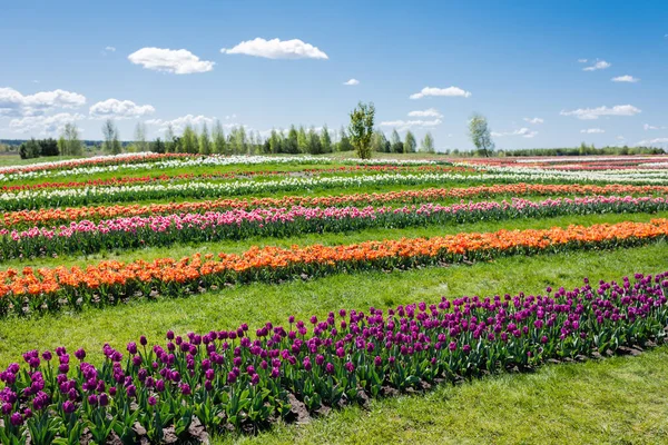 Campo Tulipanes Coloridos Con Cielo Azul Nubes —  Fotos de Stock