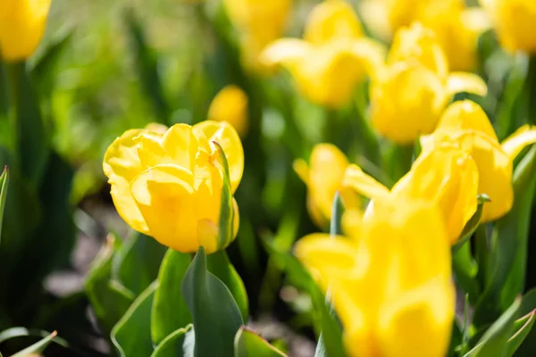 Close Uitzicht Mooie Gele Kleurrijke Tulpen Met Groene Bladeren — Stockfoto