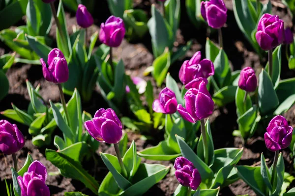 Bellissimi Tulipani Viola Colorati Con Foglie Verdi — Foto Stock