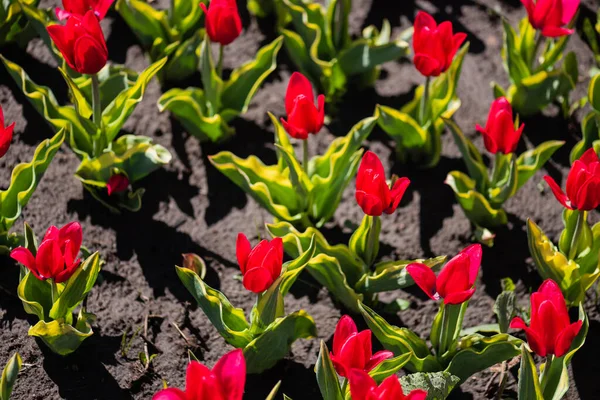 Gyönyörű Piros Színes Tulipán Zöld Levelekkel — Stock Fotó