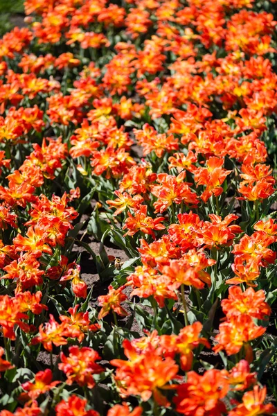 Gyönyörű Narancs Színű Tulipán Zöld Levelekkel — Stock Fotó