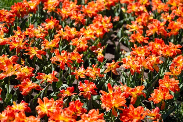 Beautiful Yellow Orange Colorful Tulips Green Leaves — Stock Photo, Image