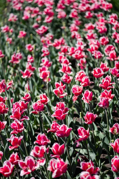 Szelektív Fókusz Gyönyörű Rózsaszín Fehér Tulipánok Zöld Levelek — Stock Fotó