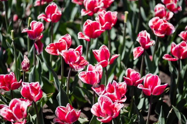 Beautiful Pink White Tulips Green Leaves — Stock Photo, Image