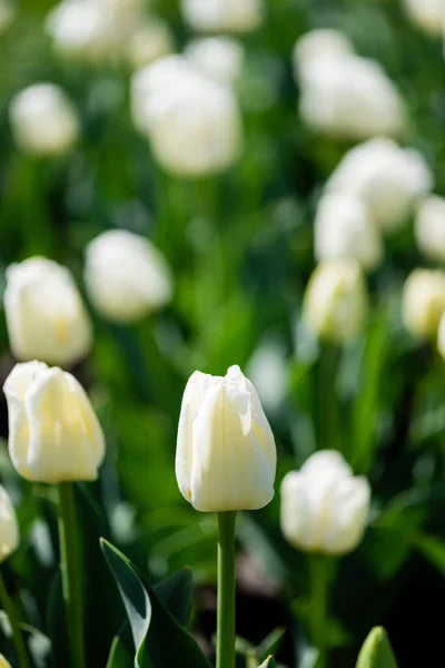 Vista Cerca Hermosos Tulipanes Blancos Con Hojas Verdes —  Fotos de Stock