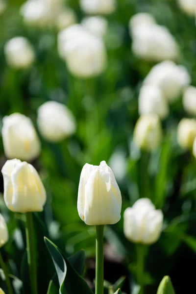 Vista Perto Belas Tulipas Brancas Com Folhas Verdes — Fotografia de Stock