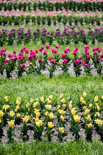 Вибірковий Фокус Барвистого Поля Тюльпанів Зеленою Травою — стокове фото