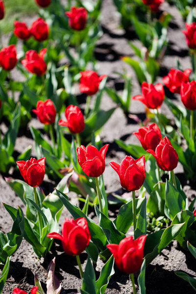 selective focus of beautiful red tulips with green leaves on ground