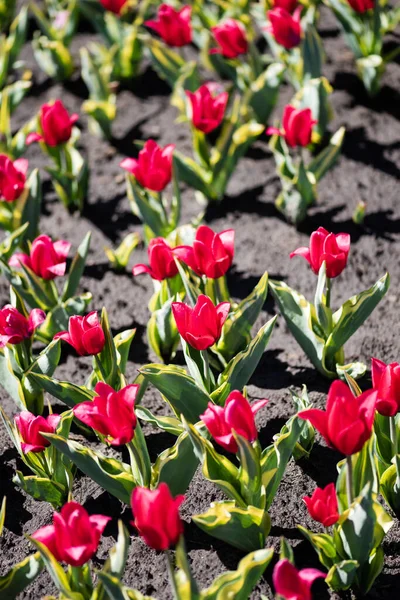 Selektivní Zaměření Krásných Červených Tulipánů Zelenými Listy Zemi — Stock fotografie