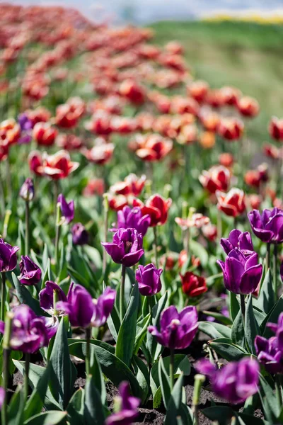 Foco Seletivo Belas Tulipas Vermelhas Roxas Durante Dia — Fotografia de Stock