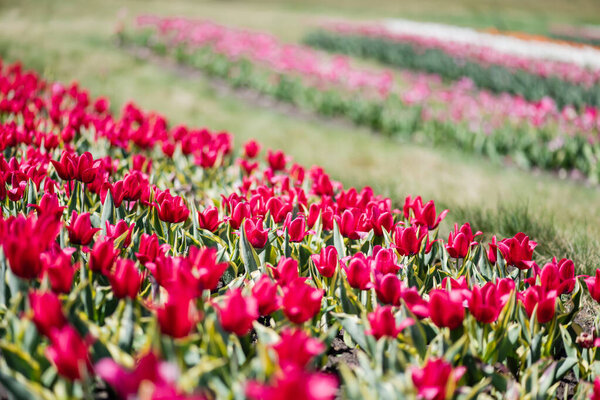 selective focus of red colorful tulips in field
