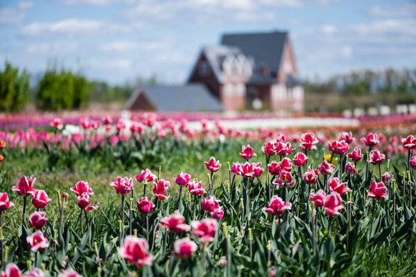 selective focus of house and pink tulips in field