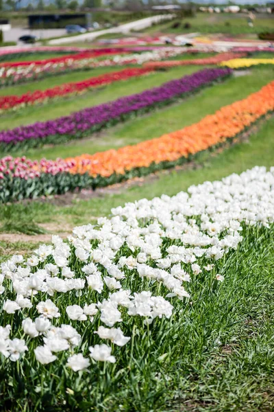 Вибірковий Фокус Красивого Барвистого Поля Тюльпанів — стокове фото