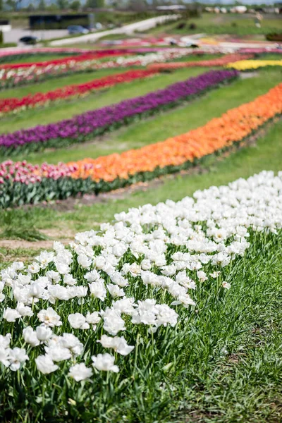 Szelektív Fókusz Gyönyörű Színes Tulipán Mező — Stock Fotó