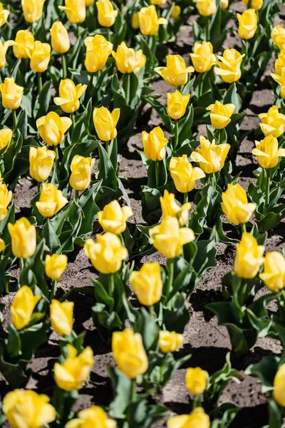 Selective Focus Beautiful Yellow Tulips Green Leaves Sunlight — Stock Photo, Image