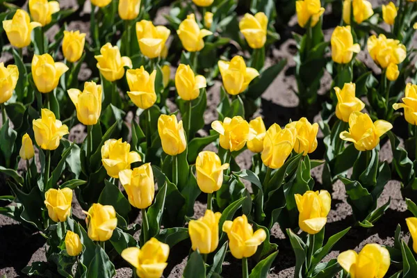 Mooie Gele Tulpen Met Groene Bladeren Zonlicht — Stockfoto