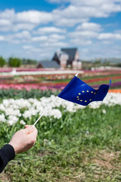 Kivágott Kilátás Férfi Gazdaság Zászló Európa Közelében Színes Tulipán Mező — Stock Fotó