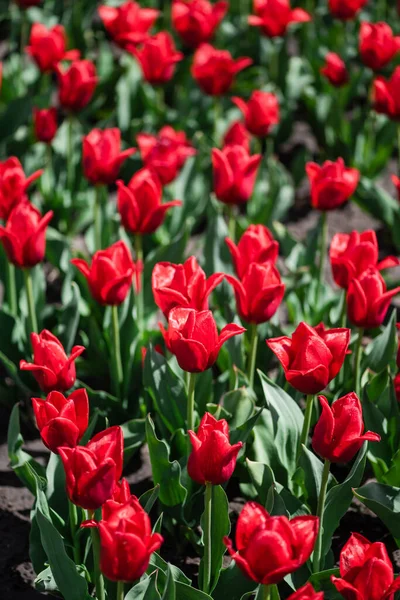 Fuoco Selettivo Tulipani Rossi Colorati Con Foglie Verdi — Foto Stock