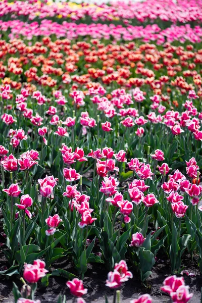 selective focus of beautiful colorful tulips growing in field