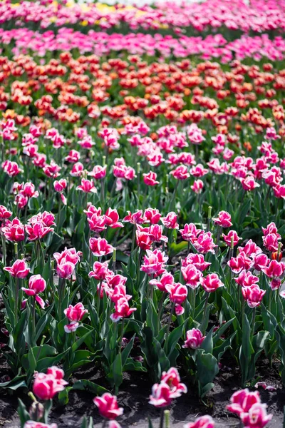 Szelektív Fókusz Gyönyörű Színes Tulipánok Növekvő Területen — Stock Fotó