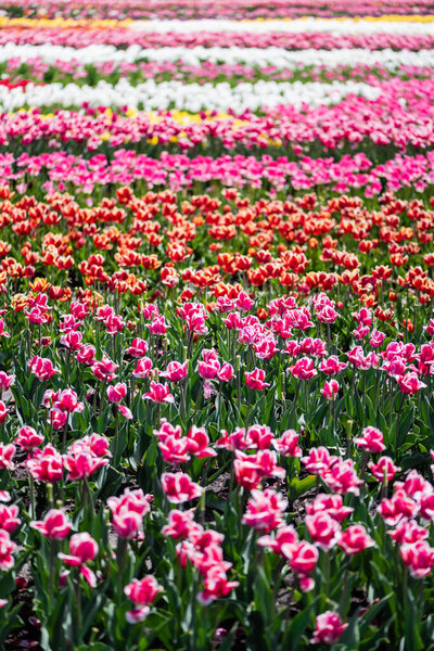 селективная направленность красивых красочных тюльпанов, растущих в поле
