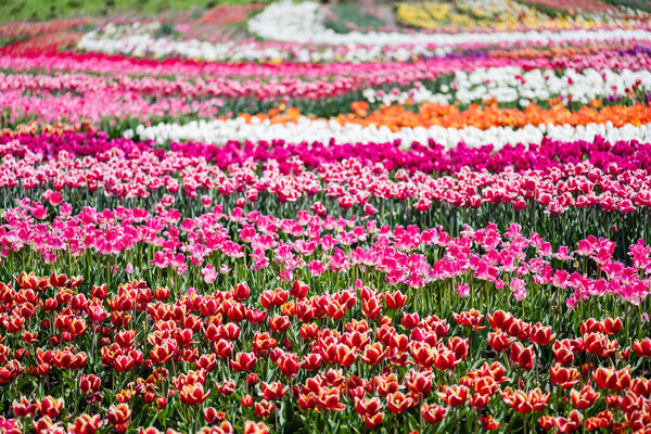 selective focus of beautiful colorful tulips growing in field