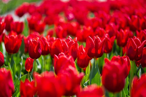Selektivní Zaměření Barevných Červených Tulipánů Zelenými Listy — Stock fotografie