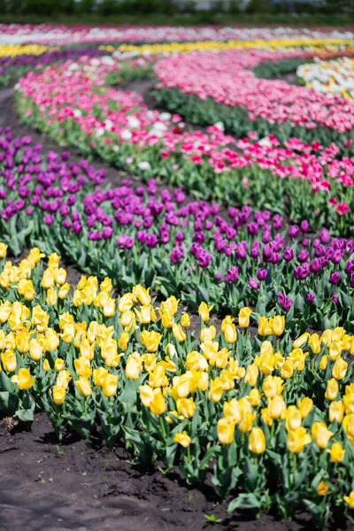 selective focus of blooming colorful tulips field