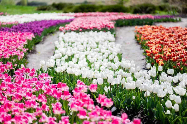 Foco Seletivo Campo Tulipas Coloridas Florescendo — Fotografia de Stock