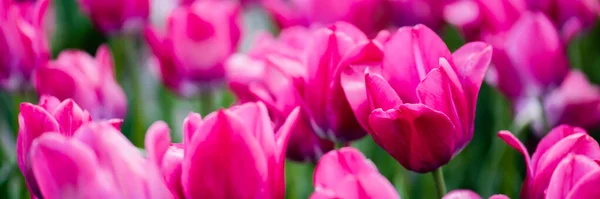 Вибірковий Фокус Красивих Рожевих Різнокольорових Тюльпанів Панорамний Знімок — стокове фото