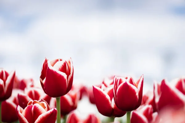 Селективный Фокус Цветных Красных Тюльпанов Поле — стоковое фото
