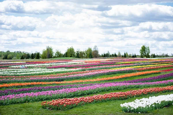 Färgglada Tulpaner Fält Med Blå Himmel Och Moln — Stockfoto