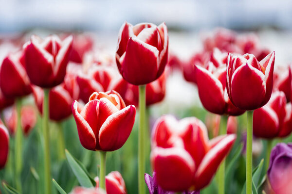 selective focus of red and white colorful tulips field