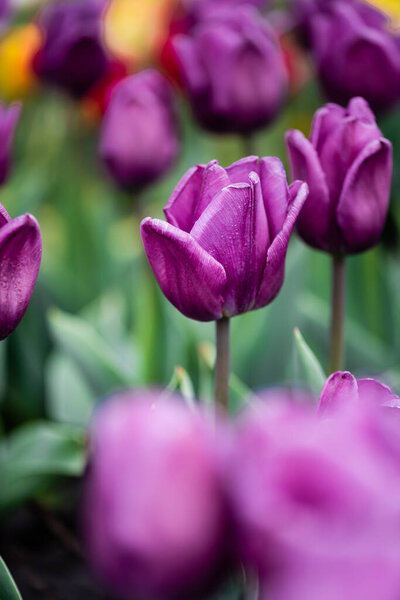 selective focus of purple colorful tulips