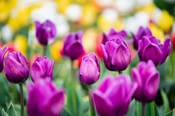 Foco Seletivo Tulipas Coloridas Roxas — Fotografia de Stock