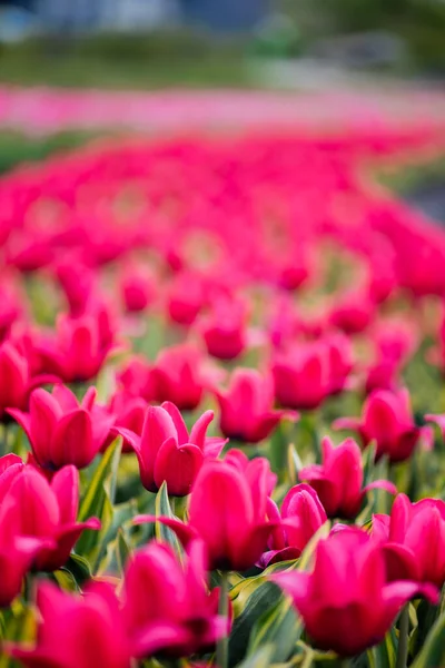 Fuoco Selettivo Tulipani Colorati Rosa — Foto Stock