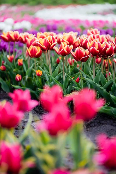 Krásné Kvetoucí Barevné Tulipány Pole — Stock fotografie