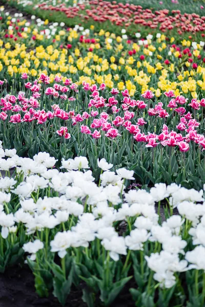 Вибірковий Фокус Красивого Квітучого Барвистого Поля Тюльпанів — стокове фото