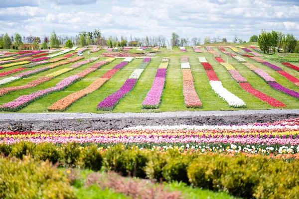 Kolorowe Pole Tulipanów Niebieskim Niebem Chmurami — Zdjęcie stockowe