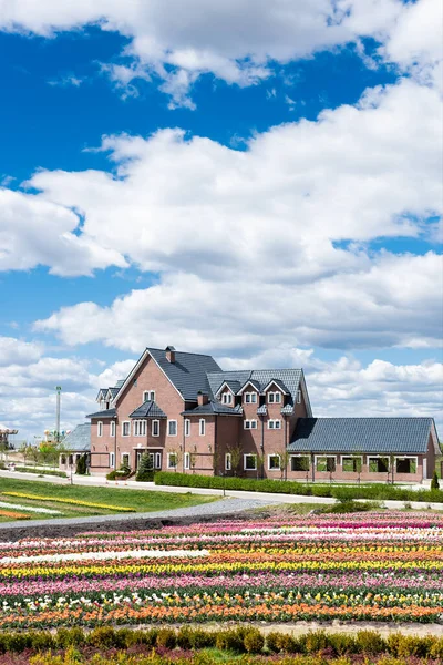 Будинок Біля Барвистого Поля Тюльпанів Блакитним Небом Хмарами — стокове фото