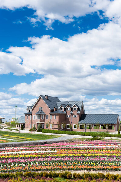house near colorful tulips field with blue sky and clouds