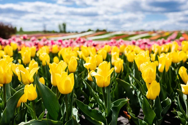 selective focus of field with yellow colorful tulips